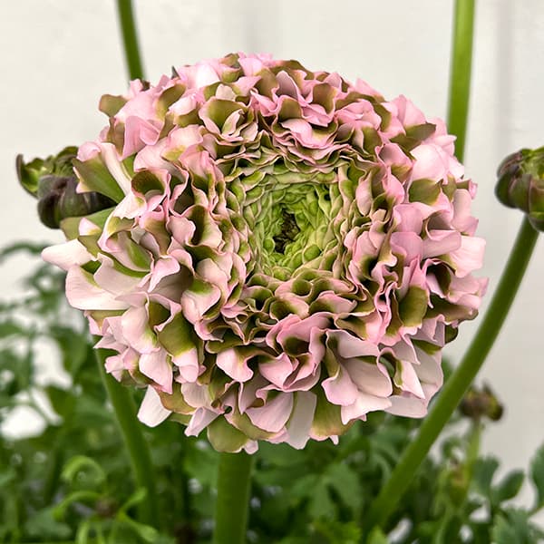 園芸ネット本店｜ラナンキュラス：ポンポン キャンディ4号ポット苗 の