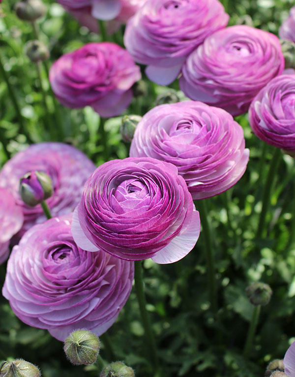 園芸ネット本店｜ラナンキュラス：サクセス ノンノアントニオ5号ロング