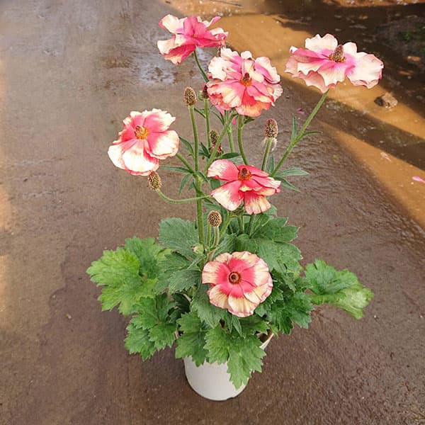 園芸ネット本店｜×ラナンキュラス：サラセレネ エヴァンジェリン3.5-4