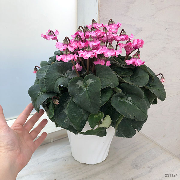 園芸ネット本店｜シクラメン：天使のはねピンク系5号鉢 の通販【公式】