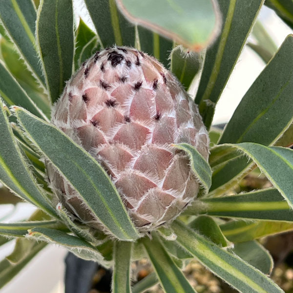 園芸ネット本店｜（わけあり特価）プロテア：ジュリエット7号25-01 の