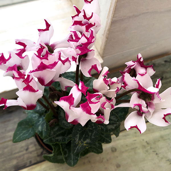 園芸ネット本店｜シクラメン：ミニョン ホワイトビクトリア2号・鉢