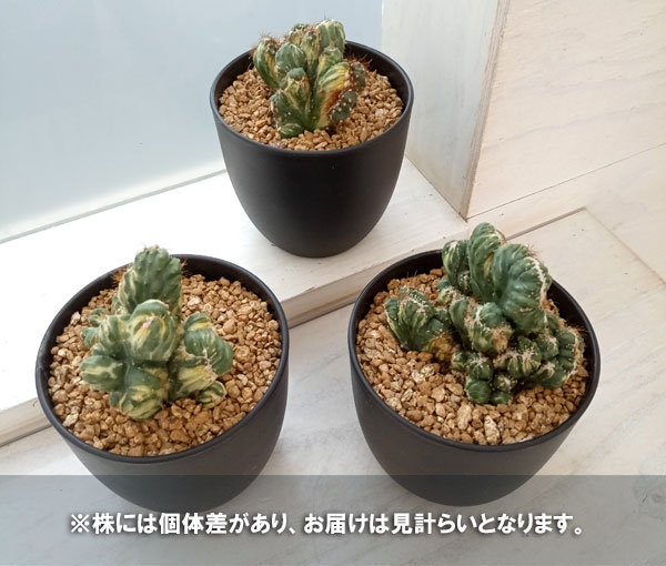 園芸ネット本店｜サボテン：セレウスペルヴィアナス モンスト斑入り 4