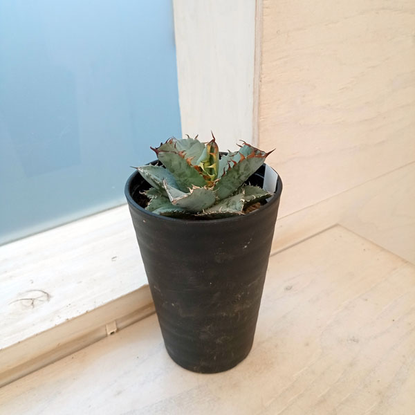 園芸ネット本店｜アガベ：チタノタブルー 実生セレクト 3.5号鉢植え23