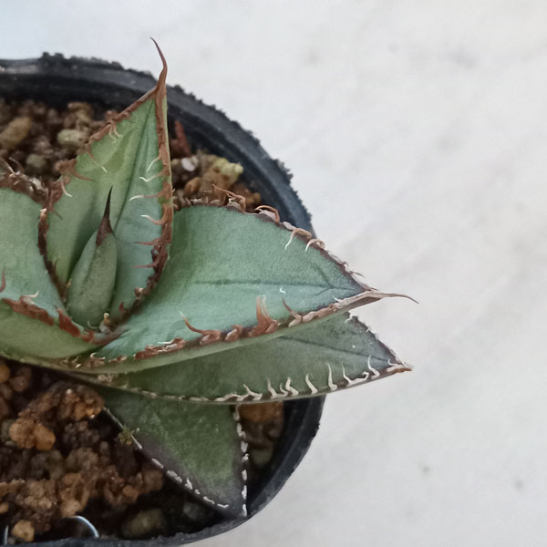 園芸ネット本店｜アガベ：オテロイ 特選実生株 2号ポット の通販【公式】