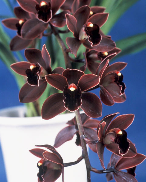 園芸ネット本店｜[ザ・ファームセレクト]シンビジウム：ブラック