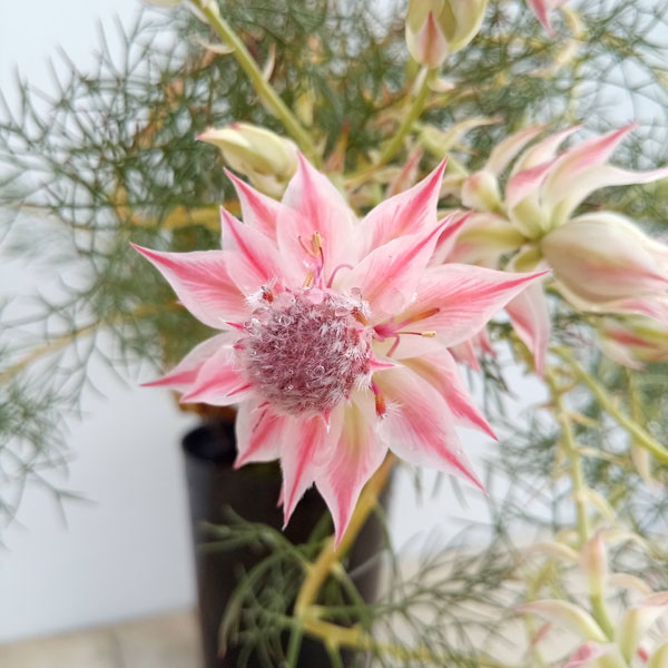 園芸ネット本店｜セルリア（ジョーイセルリア）：プリティピンク6号