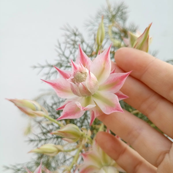 園芸ネット本店｜セルリア（ジョーイセルリア）：プリティピンク6号