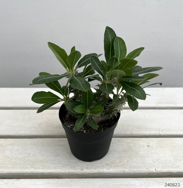 園芸ネット本店｜パキポディウム： 恵比寿大黒 実生株セレクト 3.5号23