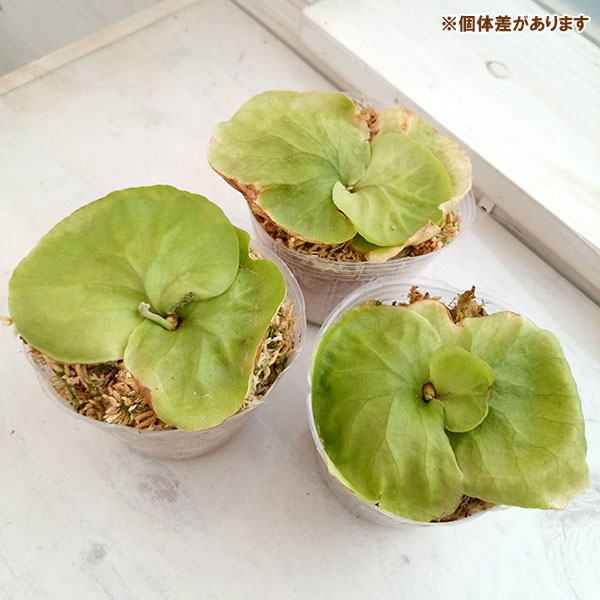 園芸ネット本店｜ビカクシダ（コウモリラン）：リドレイ 3号ポット の