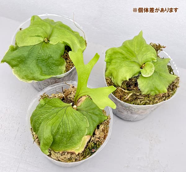 園芸ネット本店｜ビカクシダ（コウモリラン）：リドレイ 3号ポット の