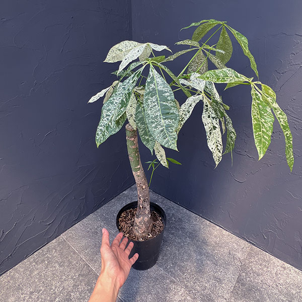 園芸ネット本店｜パキラ：ミルキーウェイ 6号ポット* の通販【公式】