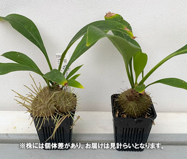 園芸ネット本店｜ミルメコディア：プラティレア モスマン（国内実生株