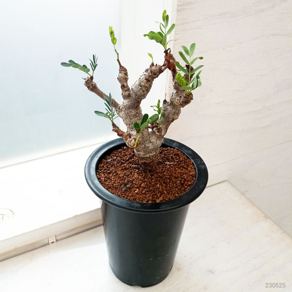 園芸ネット本店｜センナ：メリディオナリス 3号23-02 の通販【公式】