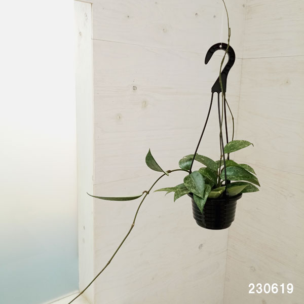 園芸ネット本店｜ホヤ：ラングサン スプラッシュ 4号吊り鉢 の通販【公式】