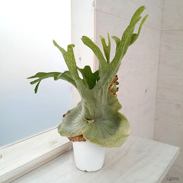 園芸ネット本店｜ビカクシダ（コウモリラン）：グランデ 4号鉢植え の