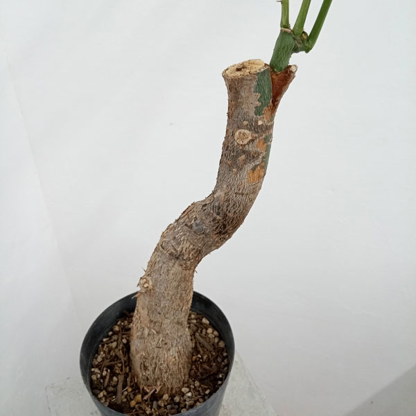 園芸ネット本店｜パキラ：ミルキーウェイ 5号23-02 の通販【公式】