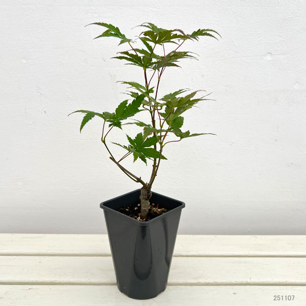 園芸ネット本店｜モミジ：紅鴫立沢（ベニシギタツサワ）4号ポット の