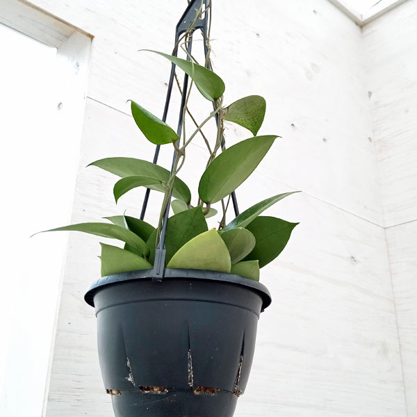 園芸ネット本店｜ホヤ：パラシティカ ハートリーフスプラッシュ 5号