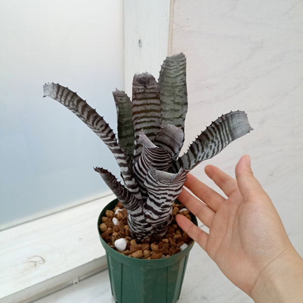 園芸ネット本店｜[ザ・ファームセレクト]エクメア：チャンティニ