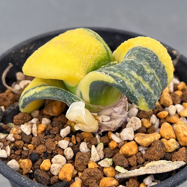 園芸ネット本店｜[ザ・ファームセレクト][送料無料]ガステリア：臥牛錦