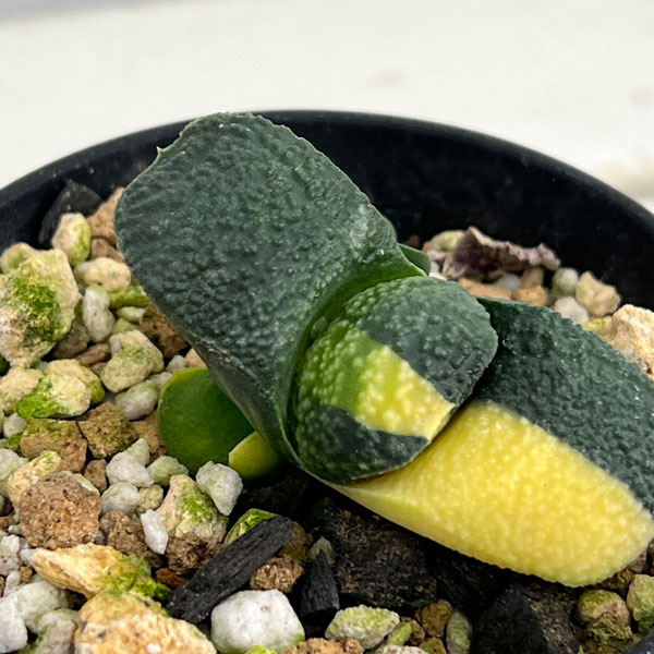 園芸ネット本店｜ガステリア：臥牛錦（がぎゅうにしき）3号23-07 の