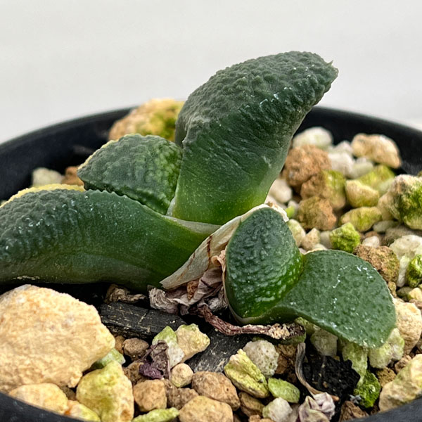 園芸ネット本店｜ガステリア：臥牛錦（がぎゅうにしき）3号23-07 の