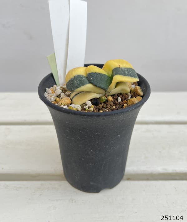 園芸ネット本店｜ガステリア：臥牛錦（がぎゅうにしき）3号23-08 の