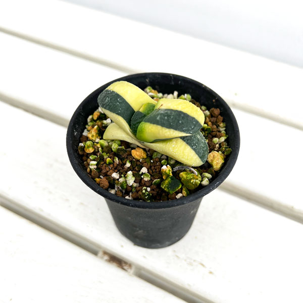 園芸ネット本店｜ガステリア：臥牛錦（がぎゅうにしき）3号23-08 の