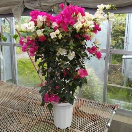 園芸ネット本店｜ブーゲンビリア：赤白ミックス 8号鉢植え の通販【公式】