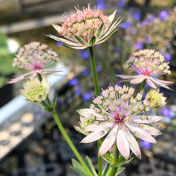 園芸ネット本店｜アストランティア：ローマ5号鉢植え の通販【公式】