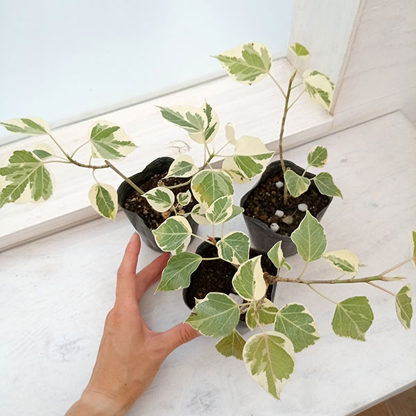 園芸ネット本店｜フィカス：ランフィー（ルンフィー）斑入り 3号ポット