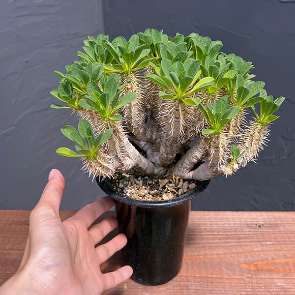 園芸ネット本店｜ユーフォルビア：ギラウミニアナ 4号23-01 の通販【公式】