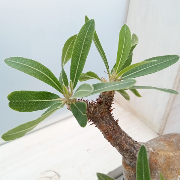 園芸ネット本店｜[送料無料]パキポディウム：マカイエンセ （魔界玉