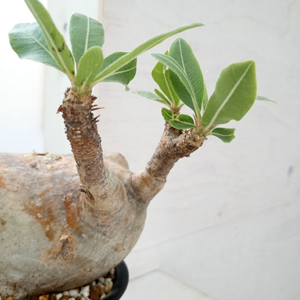 園芸ネット本店｜[送料無料]パキポディウム：マカイエンセ （魔界玉