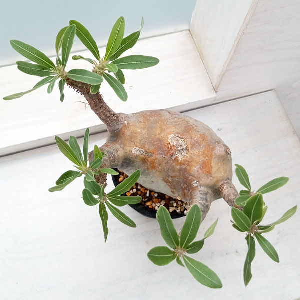 園芸ネット本店｜[送料無料]パキポディウム：マカイエンセ （魔界玉