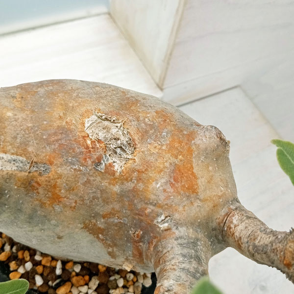 園芸ネット本店｜[送料無料]パキポディウム：マカイエンセ （魔界玉