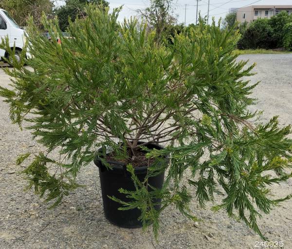 園芸ネット本店｜アカシア：テレサ 13号鉢植え の通販【公式】