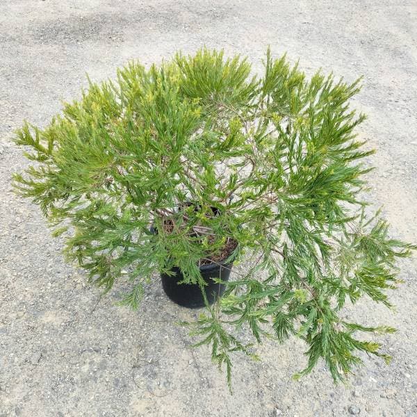 園芸ネット本店｜アカシア：テレサ 13号鉢植え の通販【公式】