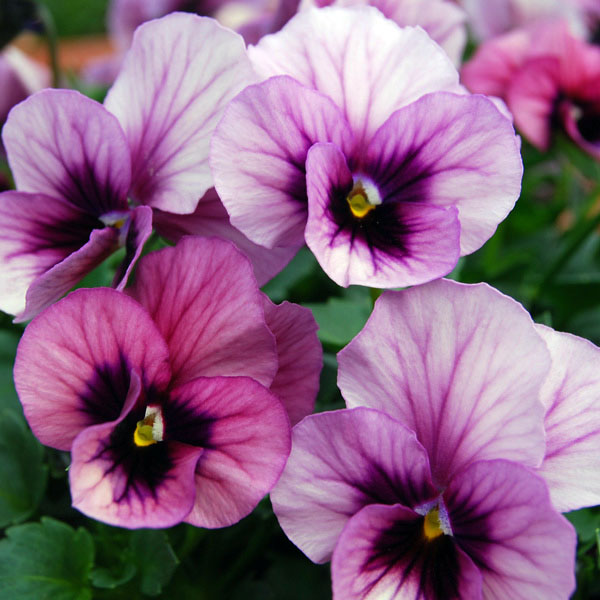 園芸ネット本店｜うえたコレクションビオラ：ディアーナ3.5号ポット 24