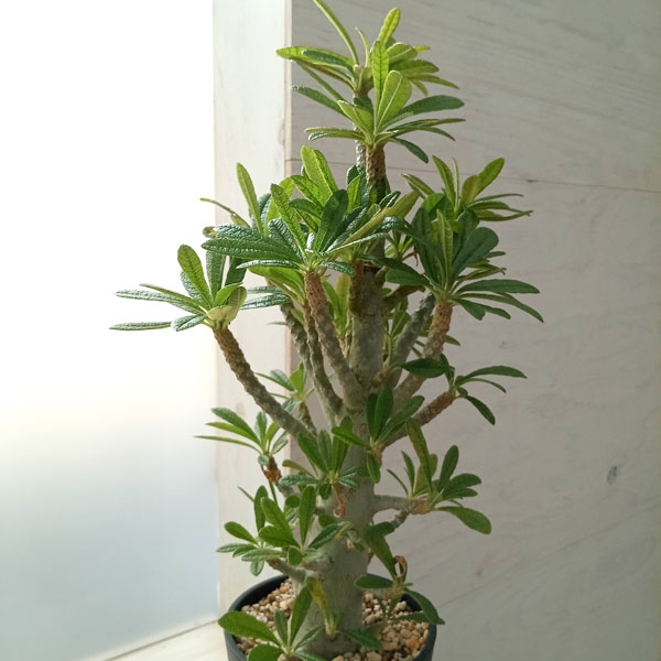 園芸ネット本店｜ドルステニア：ギガス（実生苗）5号23-06 の通販【公式】