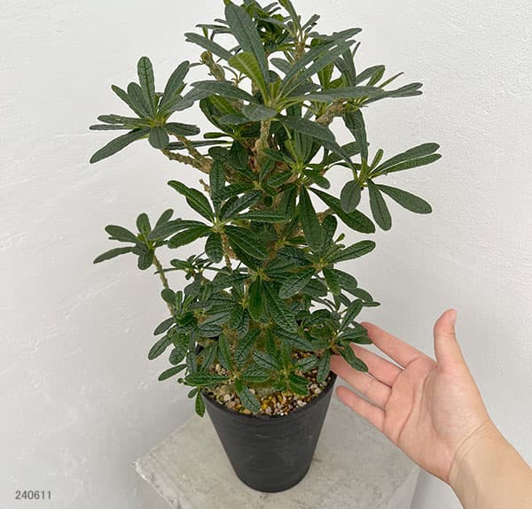 園芸ネット本店｜ドルステニア：ギガス（実生苗）5号23-05 の通販【公式】