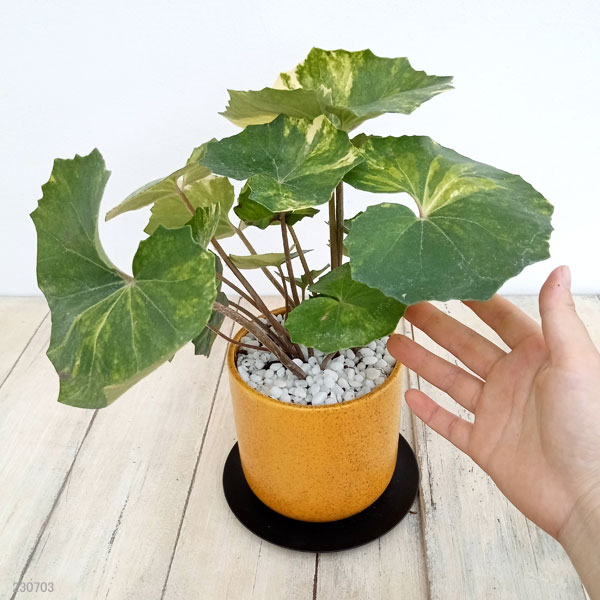 園芸ネット本店｜ツワブキ：日の神錦（ヒノカミニシキ）4号化粧鉢植え