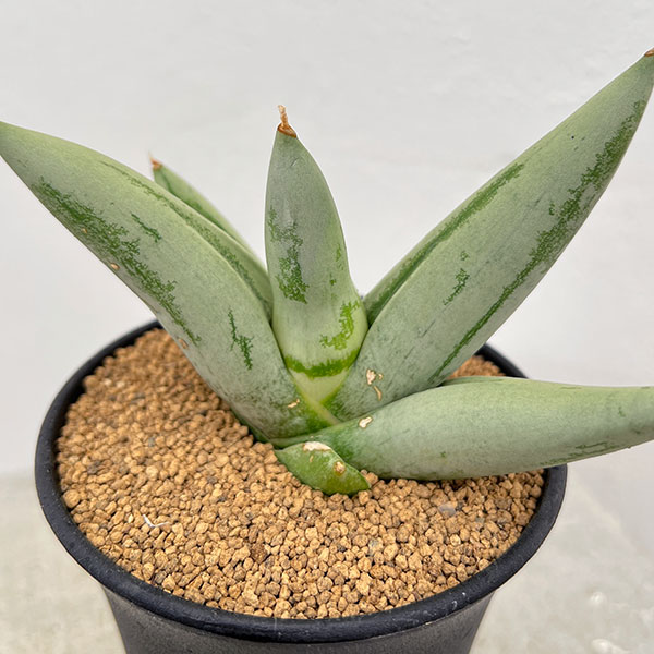 園芸ネット本店｜[ザ・ファームセレクト]サンセベリア：ボンセレンシス