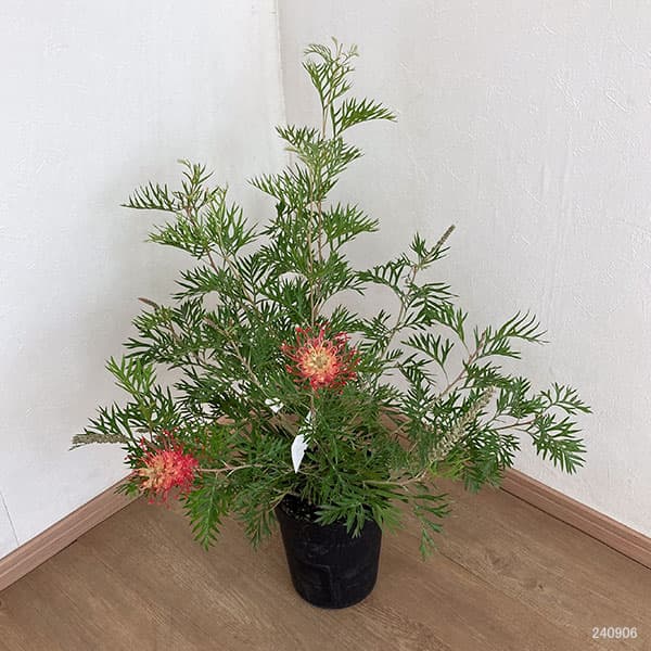 園芸ネット本店｜グレビレア：ロビンゴードン6号鉢植え の通販【公式】