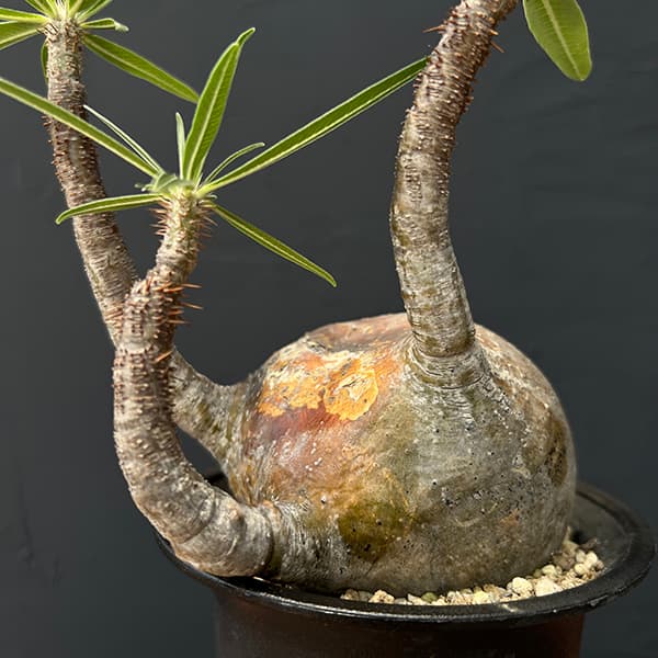 園芸ネット本店｜パキポディウム：グラキリス 4号23-01 の通販【公式】