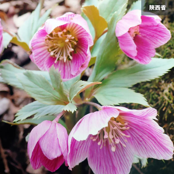 園芸ネット本店｜クリスマスローズ（原種）の種子：チベタヌス3地域