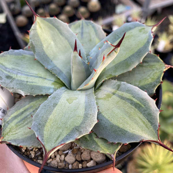 アガベ パリー錦 吉祥天錦 ホーチエンシス錦 優良カキコ 抜き苗送料