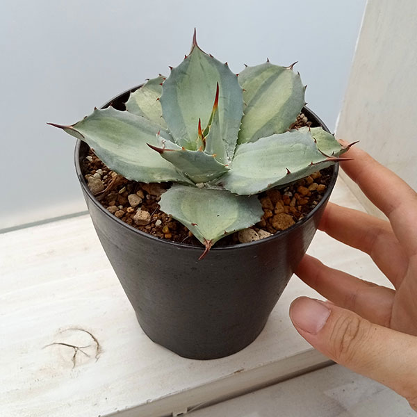 アガベ SPバリエガータ 引取限定 アガベ SPバリエガータ 引取限定