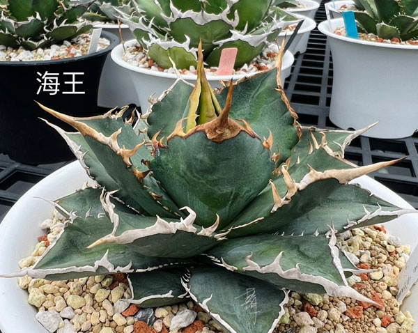 園芸ネット本店｜アガベ：チタノタ 海王 4号鉢植え23-03 の通販【公式】